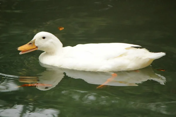 Fehér kacsa beszél — Stock Fotó