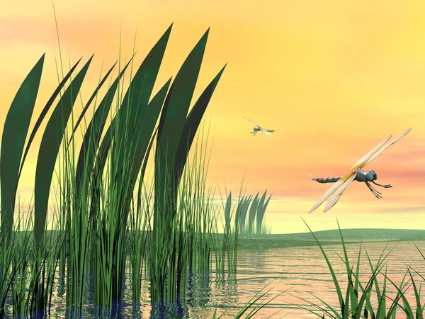 Yusufçuk gölet üzerinde — Stok fotoğraf