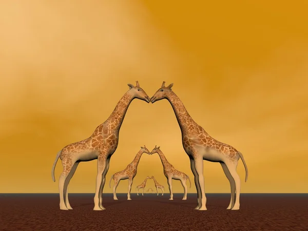 Giraffe couples — Stock Photo, Image