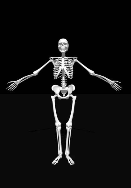 White skeleton — Stock Photo, Image