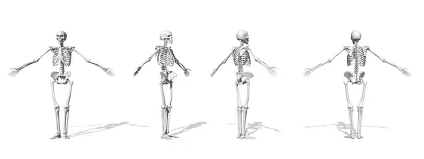 Vita skelett — Stockfoto