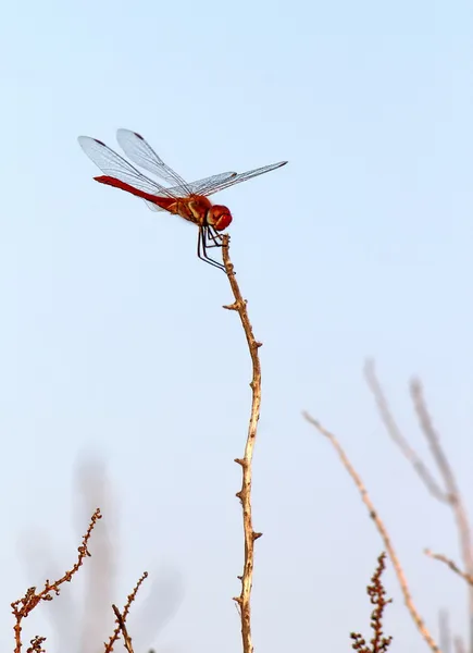 Scarlet dragonfly, camargue, Frankrike — Stockfoto