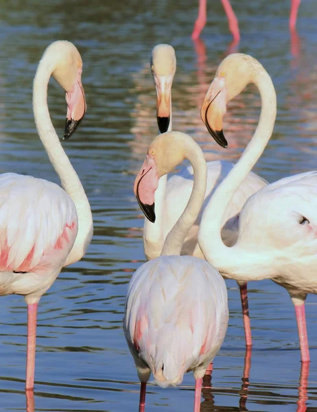 Flamingos treffen sich — Stockfoto