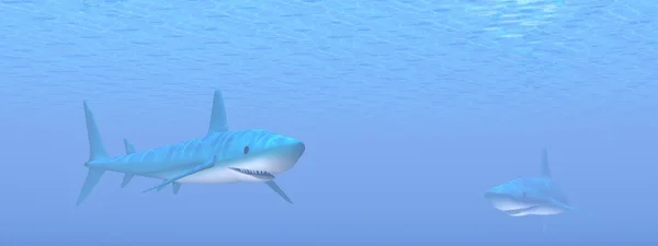 Dois tubarões renderização 3D — Fotografia de Stock