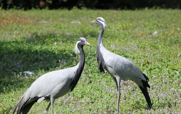Two ash cranes — Stock Photo, Image