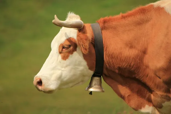 Kráva a zvonek — Stock fotografie