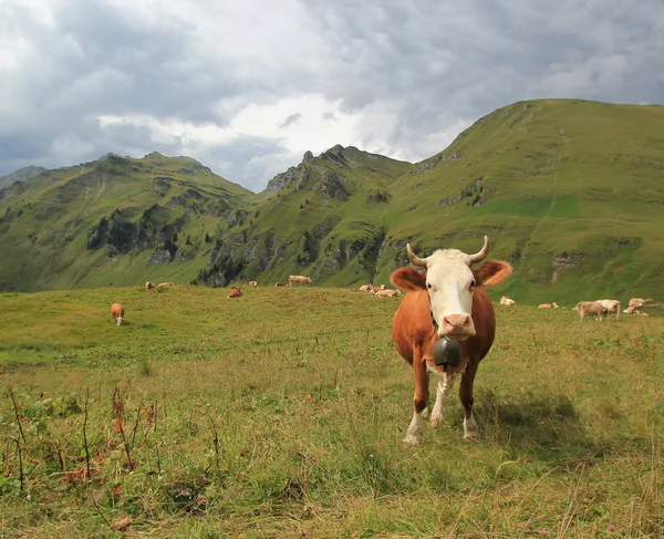 Vaca perpleja — Foto de Stock