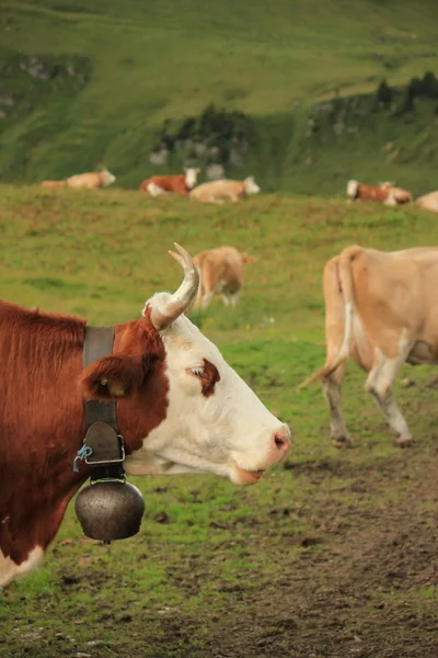 Коровы и зеленая трава — стоковое фото