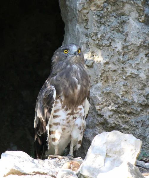 Yellow eyes of eagle — Stock Photo, Image