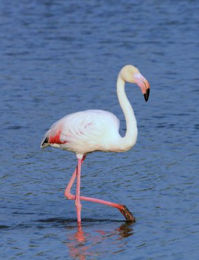Suda flamingo