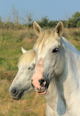 Beyaz camargue atı, Fransa