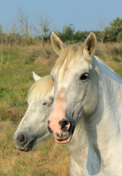 Λευκό camargue άλογα, Γαλλία — Φωτογραφία Αρχείου