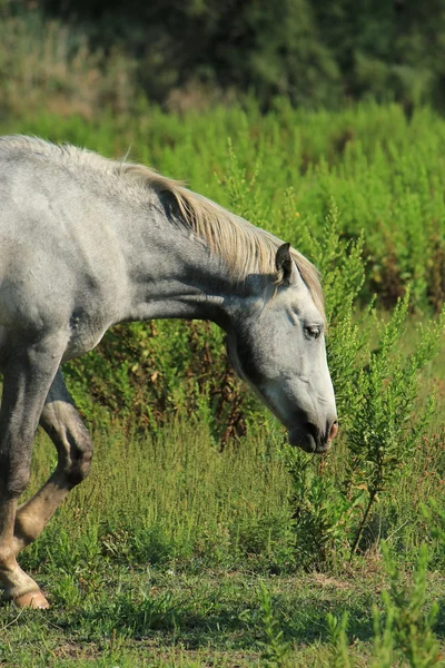 Grå camargue häst promenader, Frankrike — Stockfoto