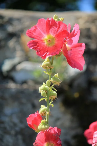 Rote Hibiskusblüte — Stockfoto