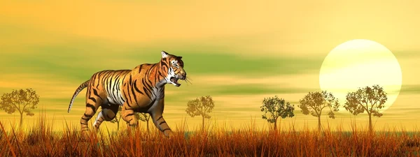Tiger walking in the savannah - 3D render — Stock Photo, Image