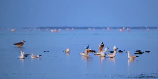 Seagulls on water — Stock Photo, Image