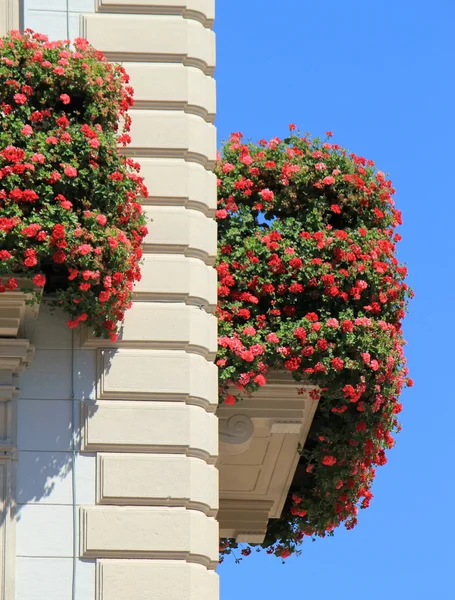 Geranium flowers in Lugano, Switzerland — Stock Photo, Image