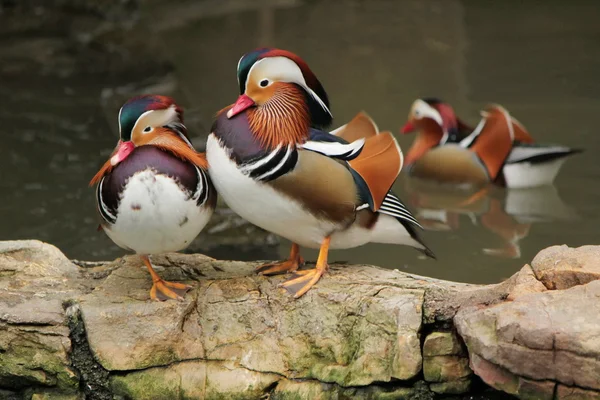 Madarin-Enten — Stockfoto