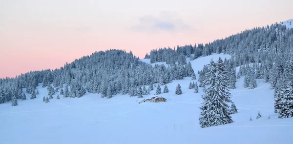 Sonnenuntergang über Tannen im Winter, Jura-Berg, Schweiz — Stockfoto