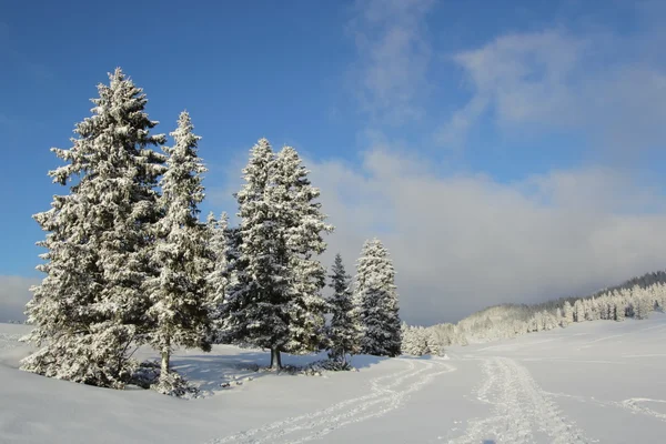 Fir tree in winter, Jura mountain, Switzerland — Stockfoto