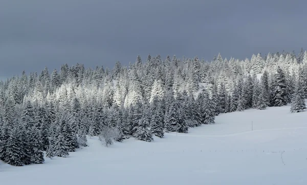 스위스 Jura 산, 겨울에 전나무 트리 — 스톡 사진