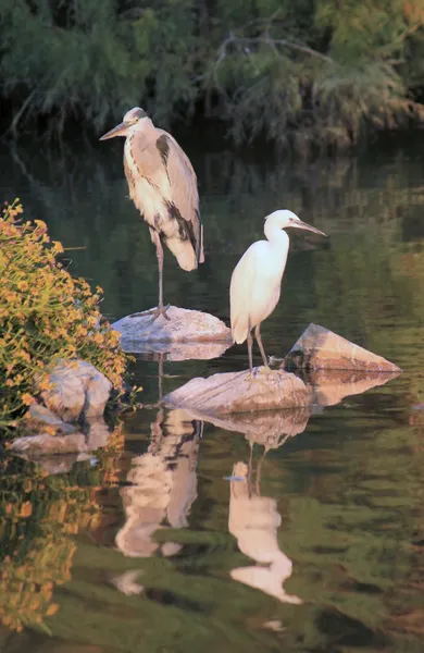 Heron and egret — Stock Photo, Image