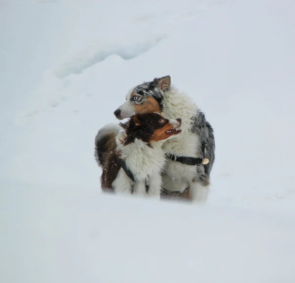 Couple of australian shepherd in the snow — Stockfoto