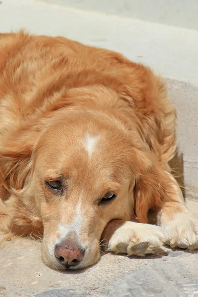 Golden cão recauchutagem relaxante na rua — Fotografia de Stock