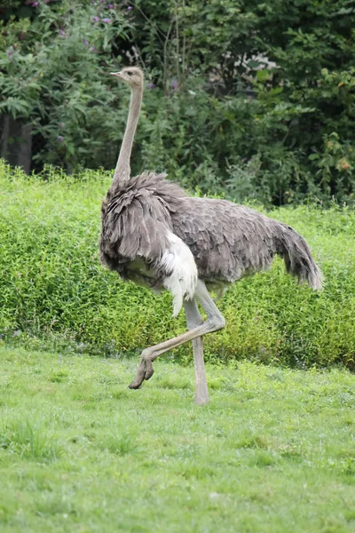 ダチョウは歩く — ストック写真