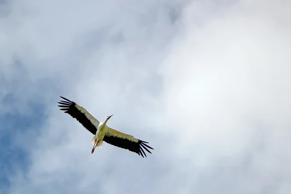 Stork flyger — Stockfoto
