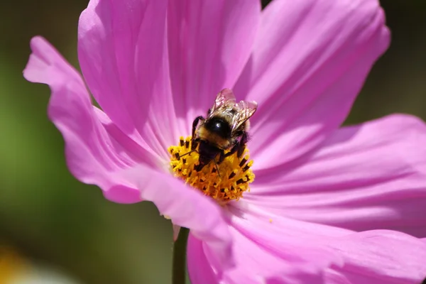 Bumblebee on a violet flower — Stock Photo, Image