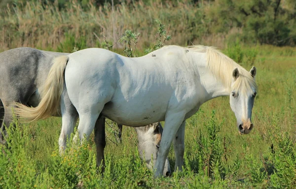 Camargue hästar på en äng, Frankrike — Stockfoto