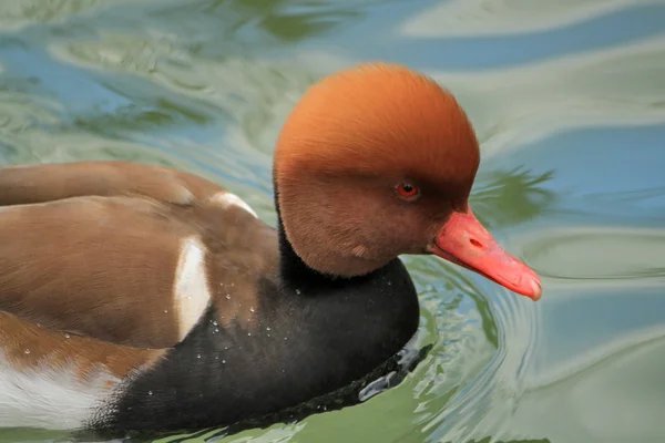 Retrato de pato Pochard — Fotografia de Stock