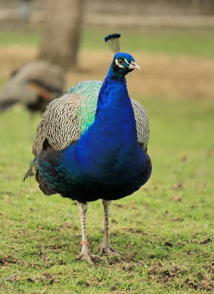 Pavo real en el jardín —  Fotos de Stock