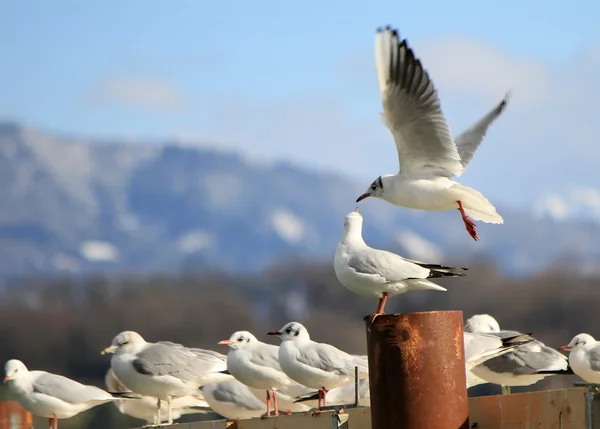 Mouettes sur le rivage — Photo