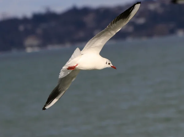 Seagull flying near coastline — Stock Photo, Image