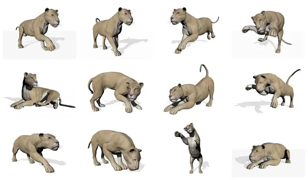 Lioness set - 3D render — Stock Photo, Image
