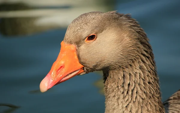 Wild goose portrait — Stock Photo, Image