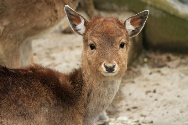 Portrait de biche — Photo