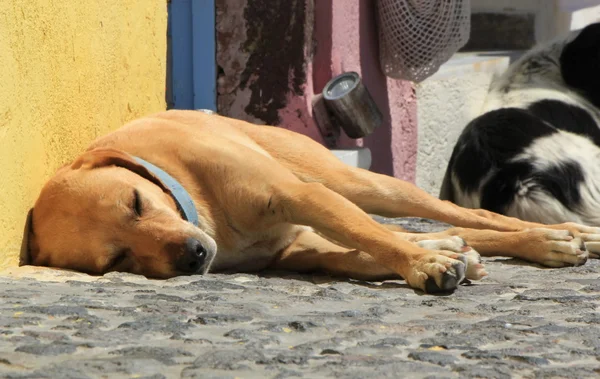 Golden retriever cão dormindo na rua — Fotografia de Stock
