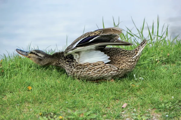 Anatra germano reale femmina scuotendo — Foto Stock