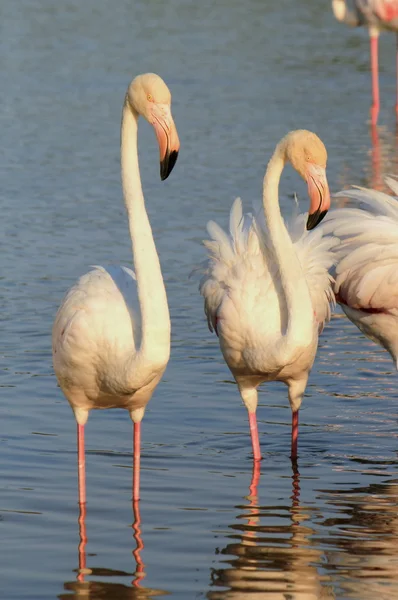 Flamingolar — Stok fotoğraf