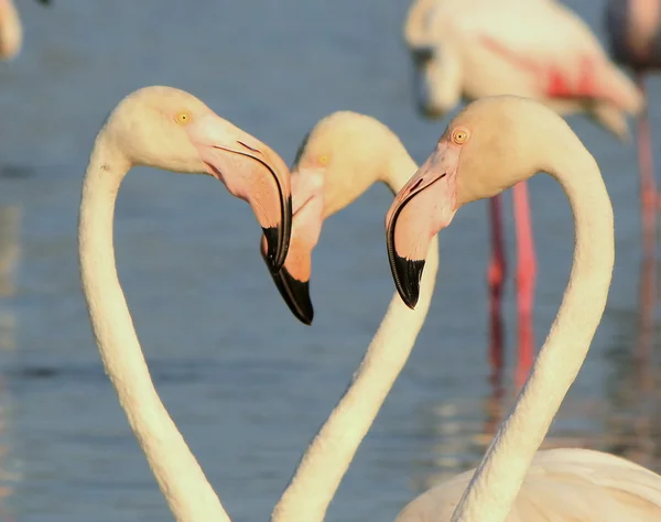 Retrato de flamencos —  Fotos de Stock