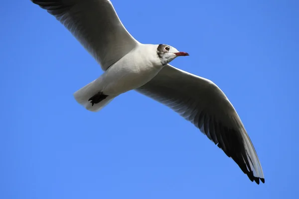 Black-headed gull — Stock Photo, Image