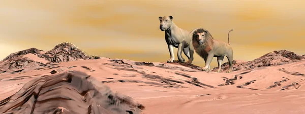 Couple of lions in the desert - 3D render — Stock Photo, Image