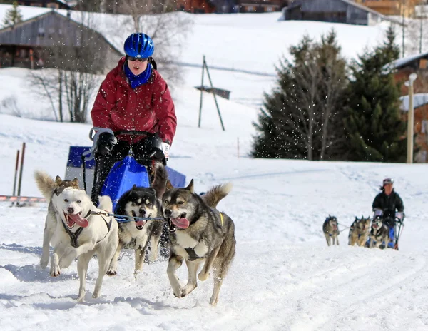 Internationella race slädhundar, mossor, Schweiz — Stockfoto