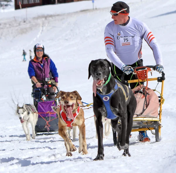 国際レースそり犬、コケ、スイス — ストック写真