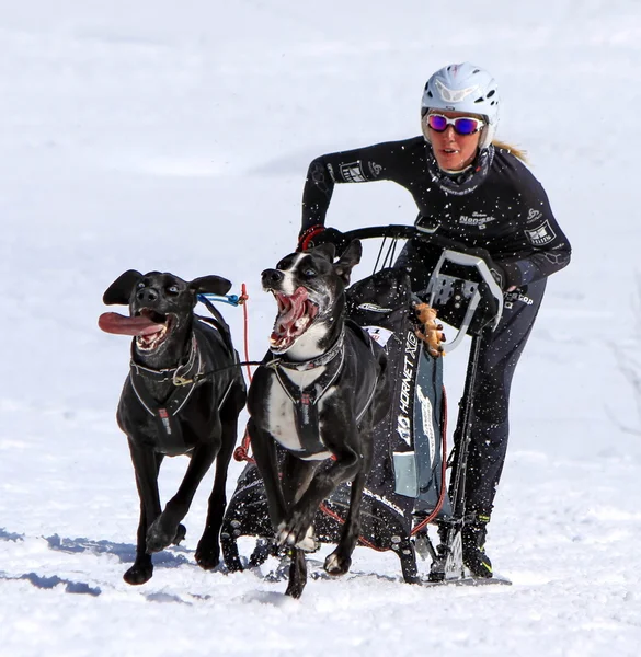 国際レースそり犬、コケ、スイス — ストック写真