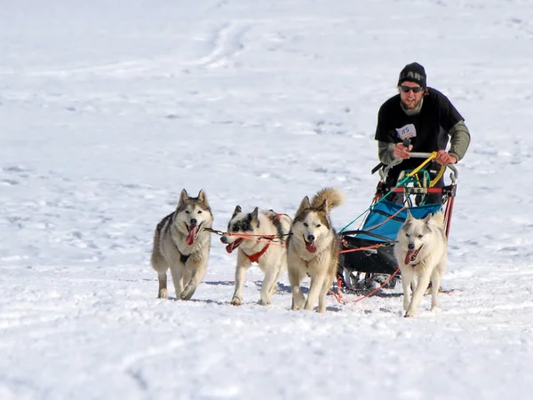 Internationella race slädhundar, mossor, Schweiz — Stockfoto