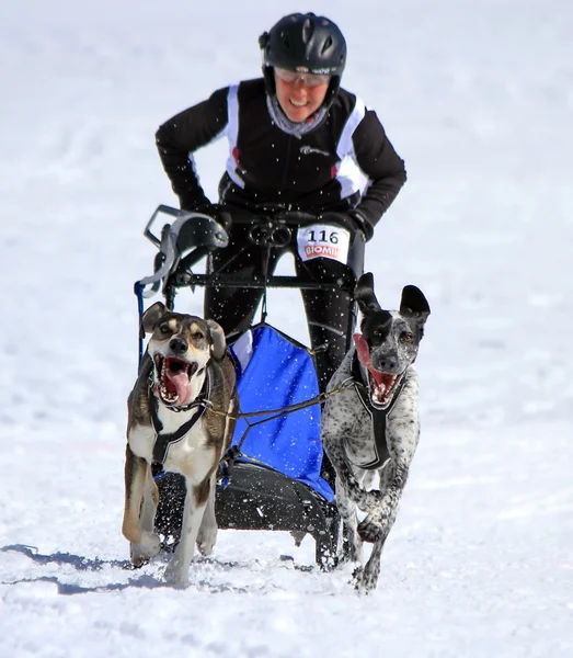 国際レースそり犬、コケ、スイス — ストック写真